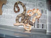 albino jungle 005.jpg