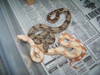 albino jungle 003.jpg