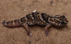Chondrodactylus angulifer - female Prince Albert.jpg