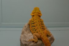 DSC_0523.jpg