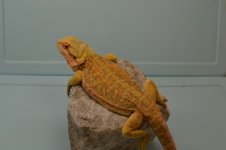 DSC_0525.jpg