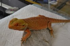 DSC_0560.jpg
