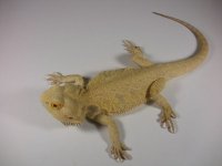 Hypo male.jpg