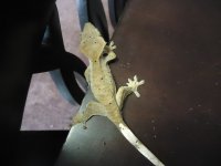 cresties 002.jpg