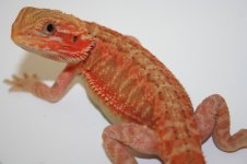 orangetrans2.jpg