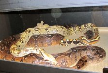 BreedingTrial-ParadigmxBlood-11-8-2011.jpg