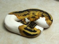 Pied.jpg
