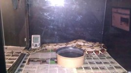 IMAG0417.jpg