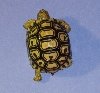 Leopard Tort.jpg