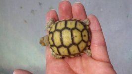 sulcata.jpg