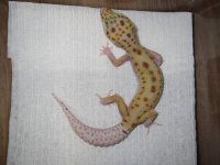 Female Reverse Stripe Dreamsicle.JPG