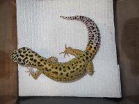Red Stripe x Lavender Striped Bell Male 1.jpg