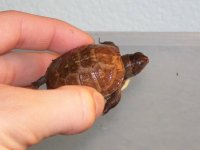 baby boxie.jpg