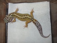 Red Stripe x Lavender Striped Bell Male 2.jpg