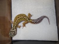 Red Stripe x Lavender Striped Bell Female 1.jpg