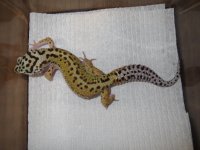 Red Stripe x Lavender Striped Bell Female 2.jpg
