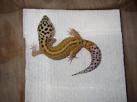 Red Stripe Het Bell male.JPG