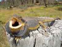 central-bearded-dragon-basking.jpg