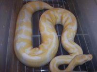 snakeupdate007.jpg