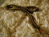04 24 2008 Plains hybino het adult male.JPG
