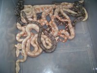 2012 sunglow litter @ 2 days old and sexed. 005.jpg