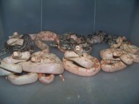2012 sunglow litter @ 2 days old and sexed. 007.jpg