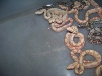 2012 sunglow litter @ 2 days old and sexed. 009.jpg