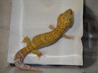 RADAR Male.jpg