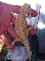 reptiles 017.jpg
