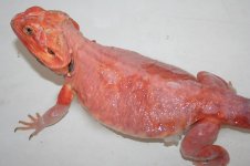 Adult red silk male.jpg
