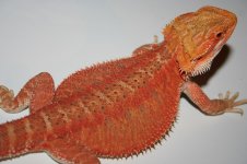 hypo cawley red female.jpg