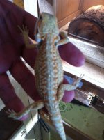 reptiles 014.jpg