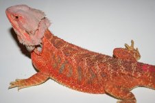 hypo firetiger male.jpg