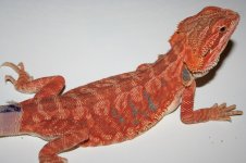 hypo leather het trans1.jpg