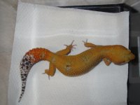 Electric Tangerine x Bell Hybino Female.jpg