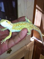 reptiles 012.jpg