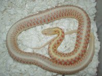 04 24 2008 Red Side Albino adult female gravid 2.JPG