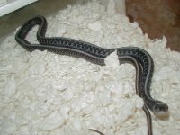 04 24 2008 Red Side Anerythristic adult male.JPG