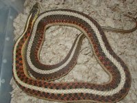 04 24 2008 Red Side Albino het adult female gravid.JPG