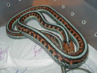 California red sided adult female neon blue LTC2  01 25 2009.JPG