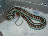California red sided adult female neon blue LTC 4  01 25 2009.JPG