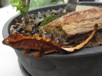 IMG_1515.jpg
