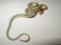 California red sided het 3 hypo 2008.JPG