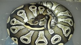 mojave girl 2.jpg