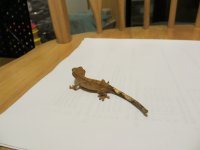 IMG_0344.jpg