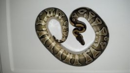 mojave girl 3.jpg
