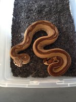 big daddy hypo.jpg
