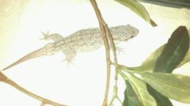 sakalava.jpg