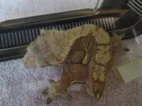 gecko pics 2 003.jpg