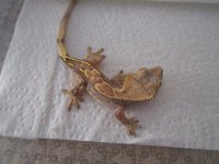 new gecko pics 001.jpg